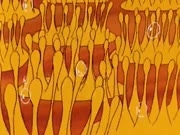 كان يا مكان الحياة