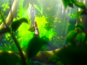 إيميلي فتاة الرياح